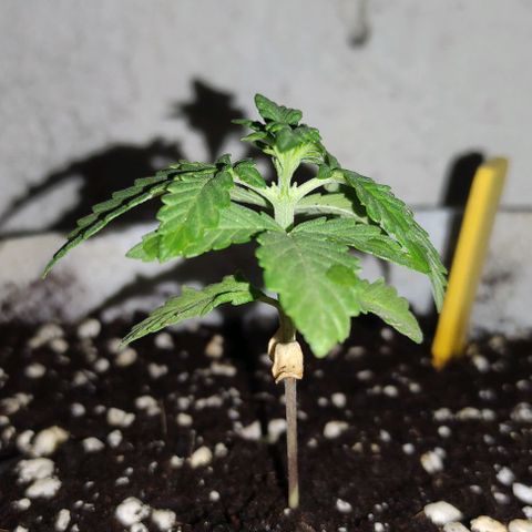 Purple Bud Auto growlog timeline photo