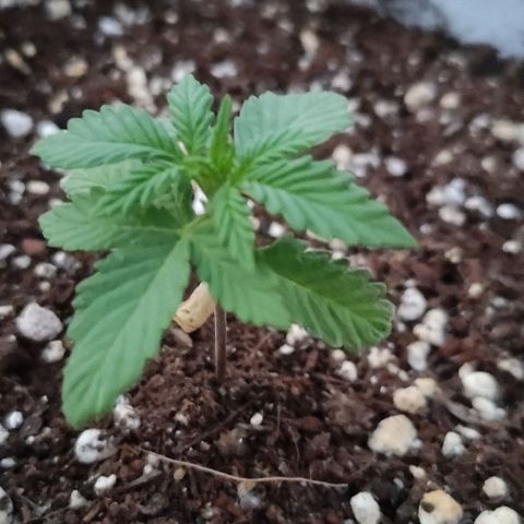 Purple Bud Auto growlog timeline photo