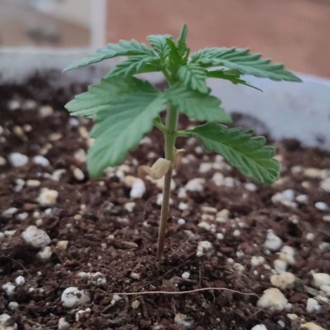 Purple Bud Auto growlog timeline photo