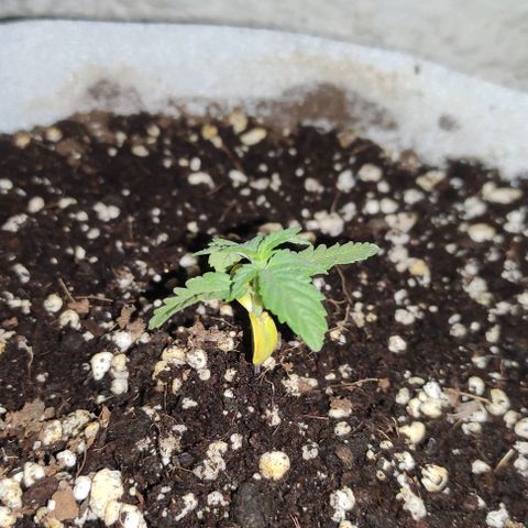 Purple Bud Auto growlog timeline photo
