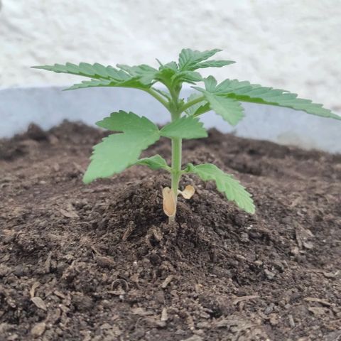 Purple Bud Auto growlog timeline photo