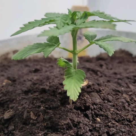 Purple Bud Auto growlog timeline photo