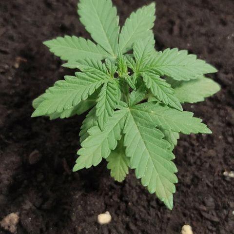 Purple Bud Auto growlog timeline photo