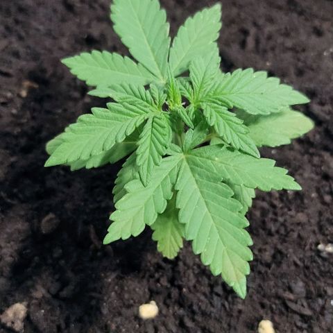 Purple Bud Auto growlog timeline photo