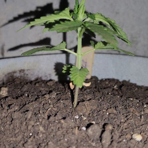 Purple Bud Auto growlog timeline photo