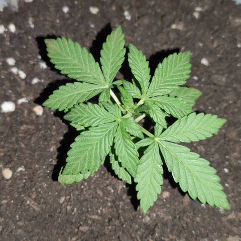 Purple Bud Auto growlog timeline photo