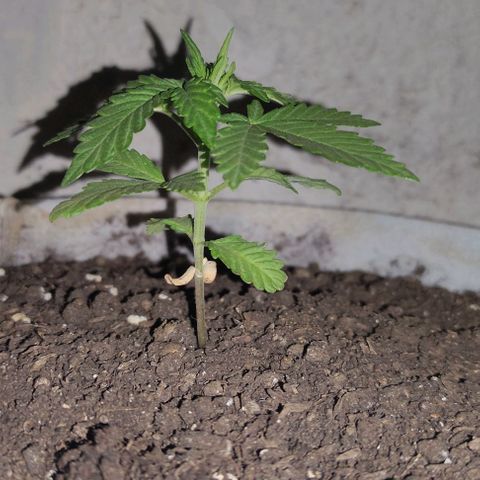Purple Bud Auto growlog timeline photo