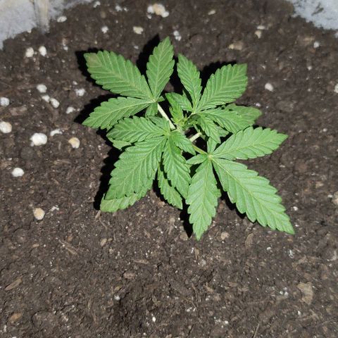 Purple Bud Auto growlog timeline photo