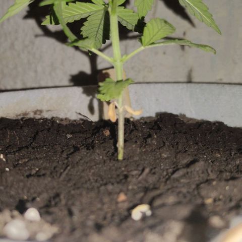 Purple Bud Auto growlog timeline photo