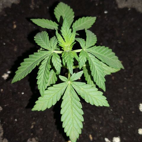 Purple Bud Auto growlog timeline photo