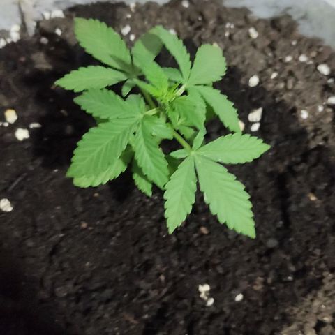 Purple Bud Auto growlog timeline photo