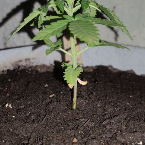 Purple Bud Auto growlog timeline photo