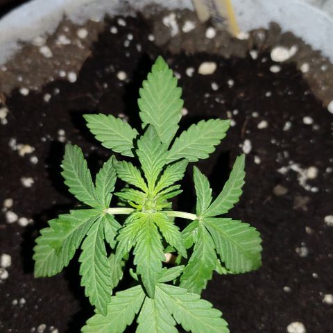 Purple Bud Auto growlog timeline photo