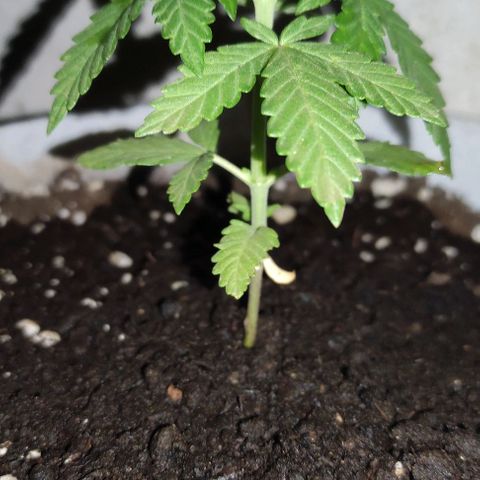 Purple Bud Auto growlog timeline photo
