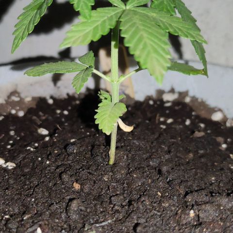 Purple Bud Auto growlog timeline photo