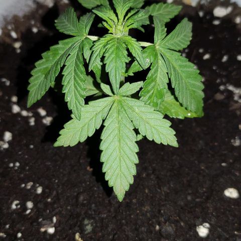 Purple Bud Auto growlog timeline photo