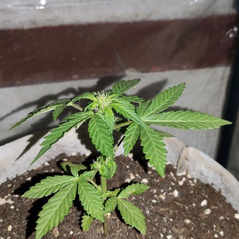Purple Bud Auto growlog timeline photo