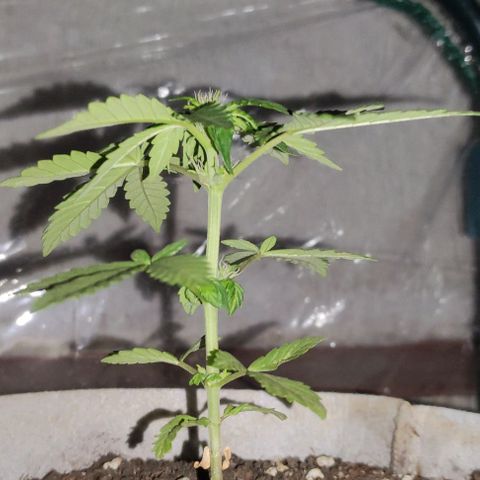 Purple Bud Auto growlog timeline photo
