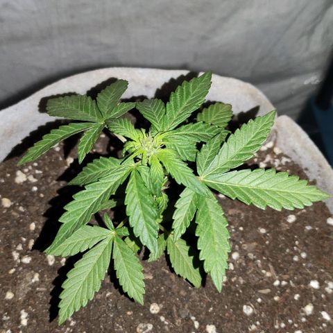 Purple Bud Auto growlog timeline photo
