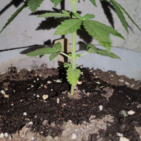 Purple Bud Auto growlog timeline photo