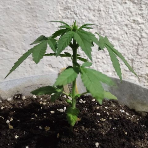 Purple Bud Auto growlog timeline photo