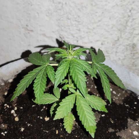 Purple Bud Auto growlog timeline photo