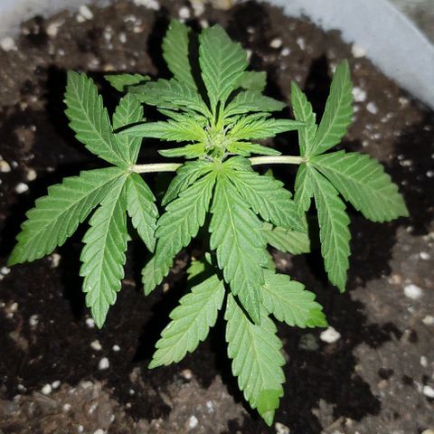 Purple Bud Auto growlog timeline photo