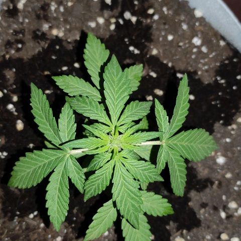 Purple Bud Auto growlog timeline photo