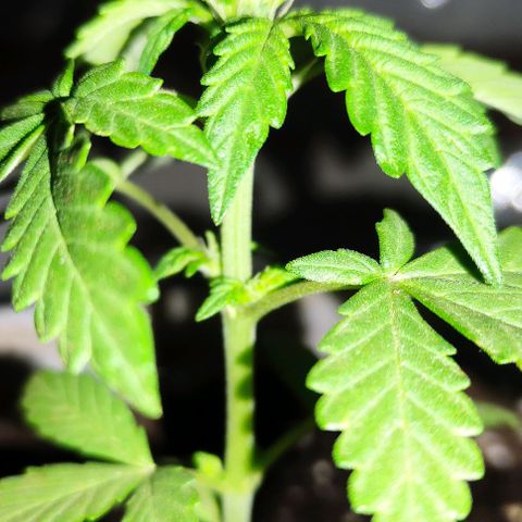 Purple Bud Auto growlog timeline photo