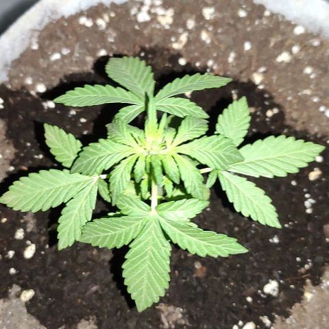 Purple Bud Auto growlog timeline photo