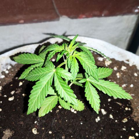 Purple Bud Auto growlog timeline photo
