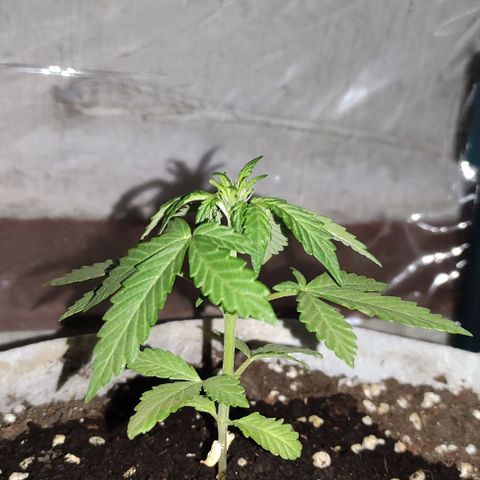 Purple Bud Auto growlog timeline photo