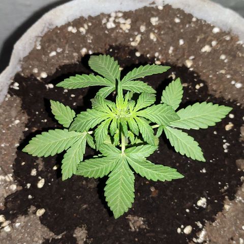 Purple Bud Auto growlog timeline photo