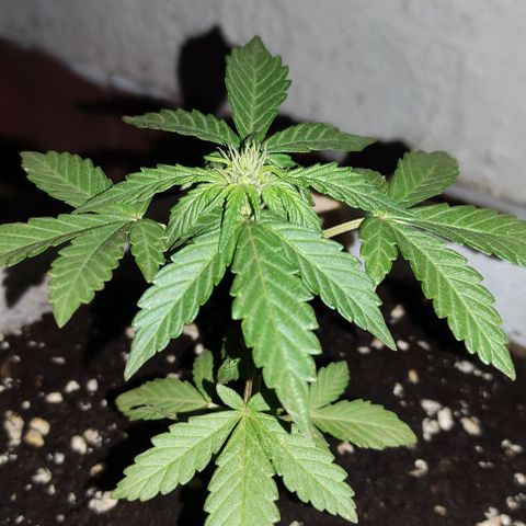 Purple Bud Auto growlog timeline photo