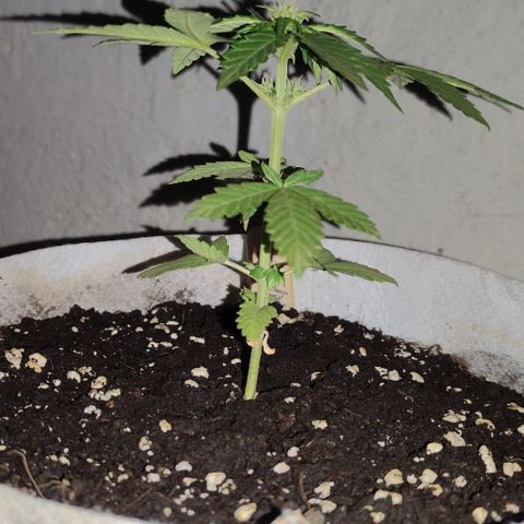 Purple Bud Auto growlog timeline photo