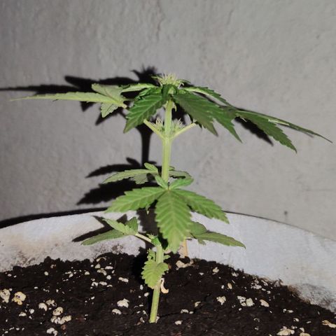 Purple Bud Auto growlog timeline photo