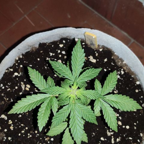 Purple Bud Auto growlog timeline photo
