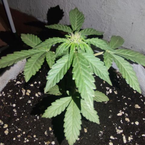 Purple Bud Auto growlog timeline photo