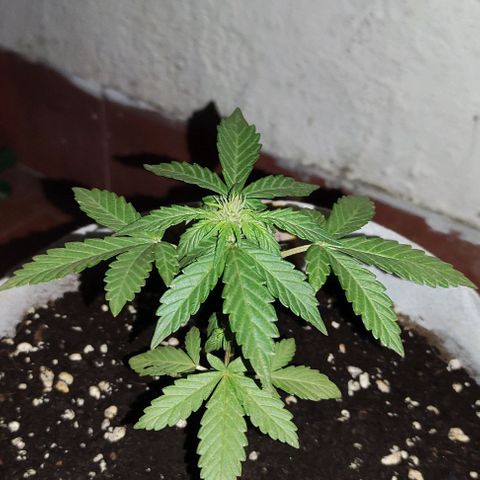 Purple Bud Auto growlog timeline photo