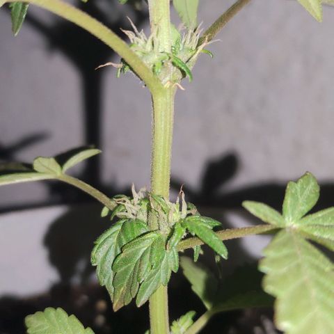 Purple Bud Auto growlog timeline photo