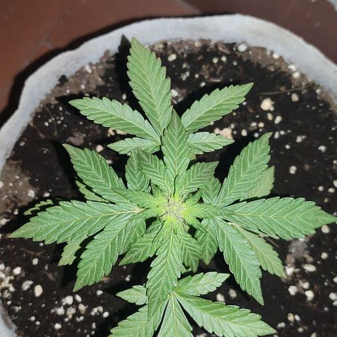Purple Bud Auto growlog timeline photo
