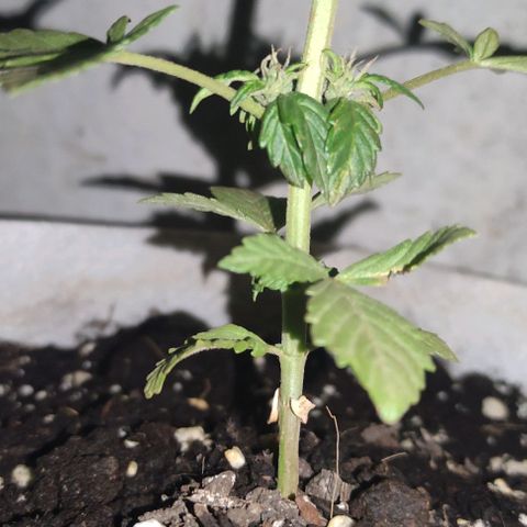 Purple Bud Auto growlog timeline photo