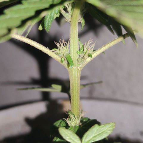Purple Bud Auto growlog timeline photo