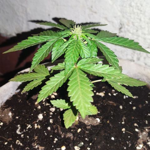 Purple Bud Auto growlog timeline photo