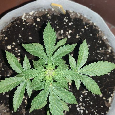 Purple Bud Auto growlog timeline photo