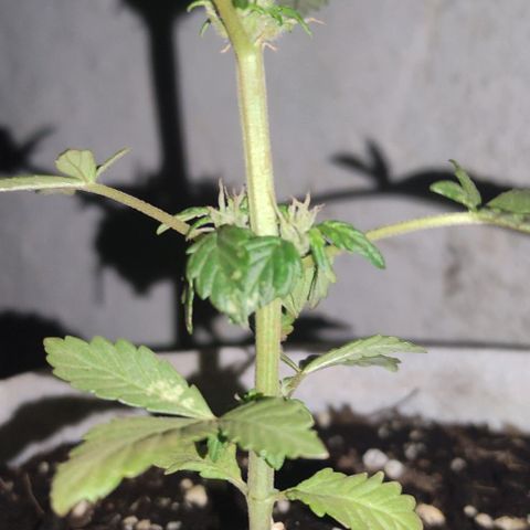 Purple Bud Auto growlog timeline photo