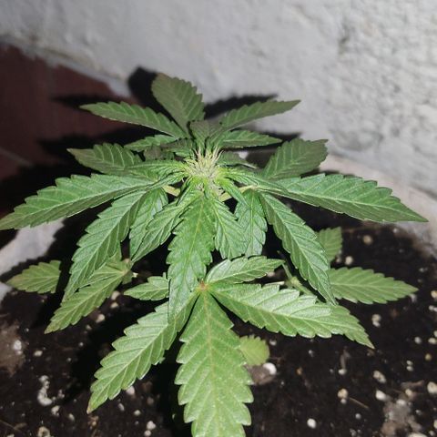 Purple Bud Auto growlog timeline photo