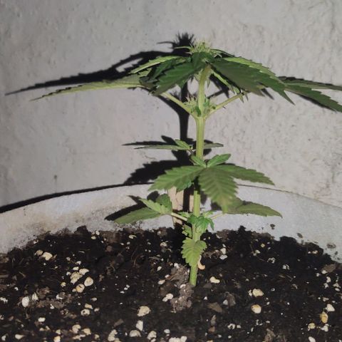 Purple Bud Auto growlog timeline photo