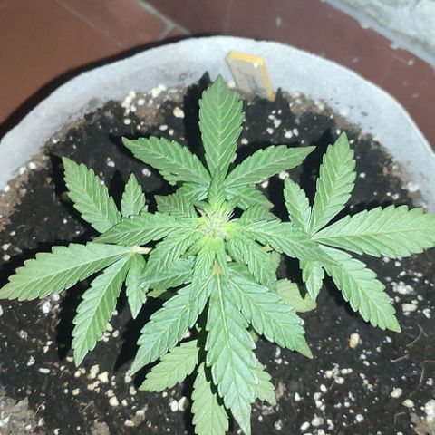 Purple Bud Auto growlog timeline photo