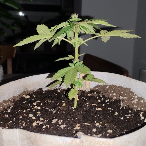 Purple Bud Auto growlog timeline photo